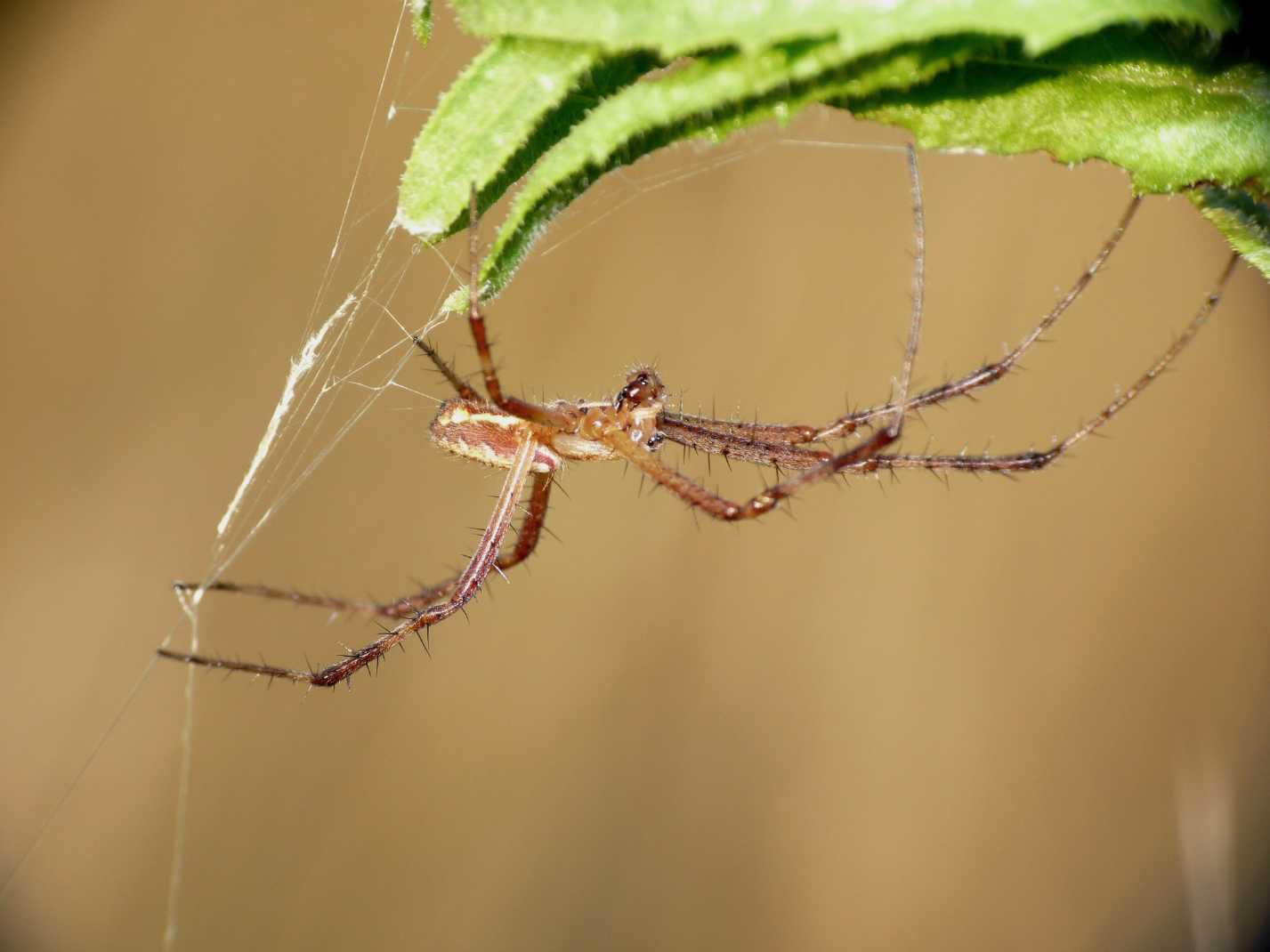 Stadi diversi di sviluppo di Argiope bruennichi